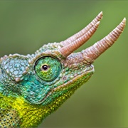 Jackson&#39;s Horned Chameleon