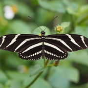 Zebra Longwing