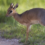 Kirk&#39;s Dik-Dik