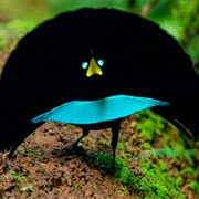 Superb Bird of Paradise