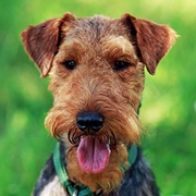 Welsh Terrier