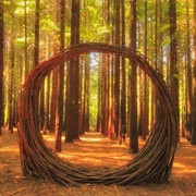 Redwood Forest Tree Art