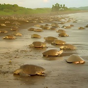 Tortuguero, Costa Rica