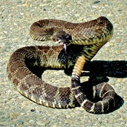 Rattlesnake