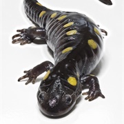 Salamander