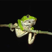 Giant Monkey Frog