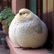 Rotund