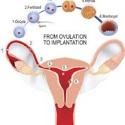 Enables Use of Donor Eggs, Sperm, or Embryos for Conception.