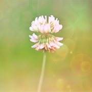 White Clover Blossoms