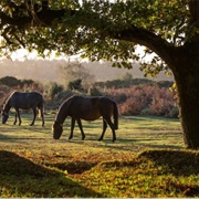 New Forest, England