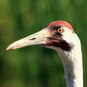 International Crane Foundation