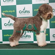 Lagotto Romagnolo