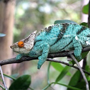 Parson&#39;s Chameleon