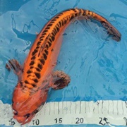 Doitsu Matsuba Orange Koi