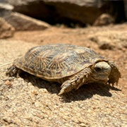 Pancake Tortoise