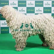 Komondor