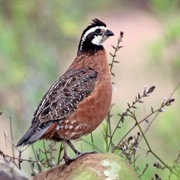 Northern Bobwhite