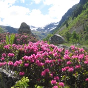 Rhododendron