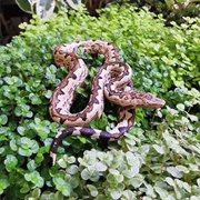 Solomon Islands Boa