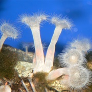 Frilled Anemone