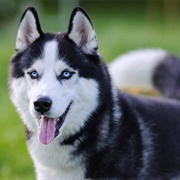 Siberian Husky