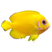 Lemonpeel Angelfish