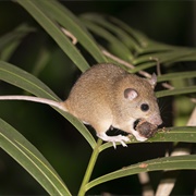 Cape York Melomys