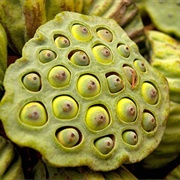 Lotus Fruit