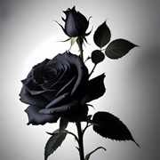 Black Rose