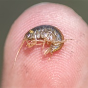 Hay&#39;s Spring Amphipod