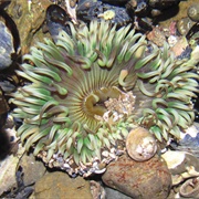 Aggregate Anemone