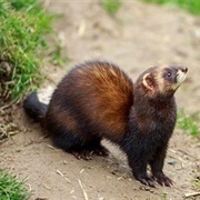 Liquid Polecat