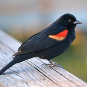 Redwing Blackbird