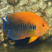 Potter&#39;s Angelfish