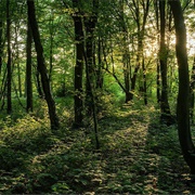 The Screaming Woods, England, UK