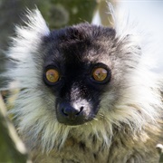 Black Lemur