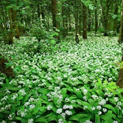 Wild Herbs