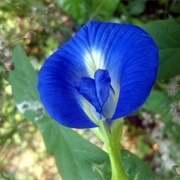 Butterfly Pea Flowers