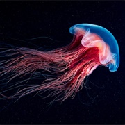 Sea Jelly