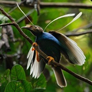 Standardwing Bird of Paradise