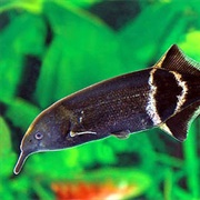 Elephant Nose Fish