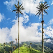 Wax Palms of Cocora Valley