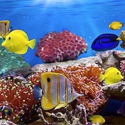 Northern Red Sea Reef