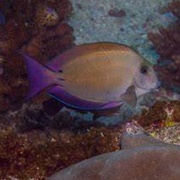 Brown Surgeonfish