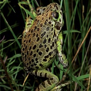 Barking Treefrog