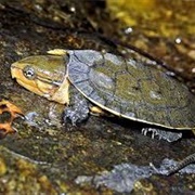 Big-Headed Turtle