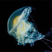 Fried-Egg Jellyfish