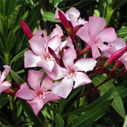 Betty Head Oleander Garden Park