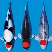 Tancho Koi