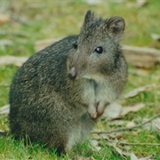 Potoroo